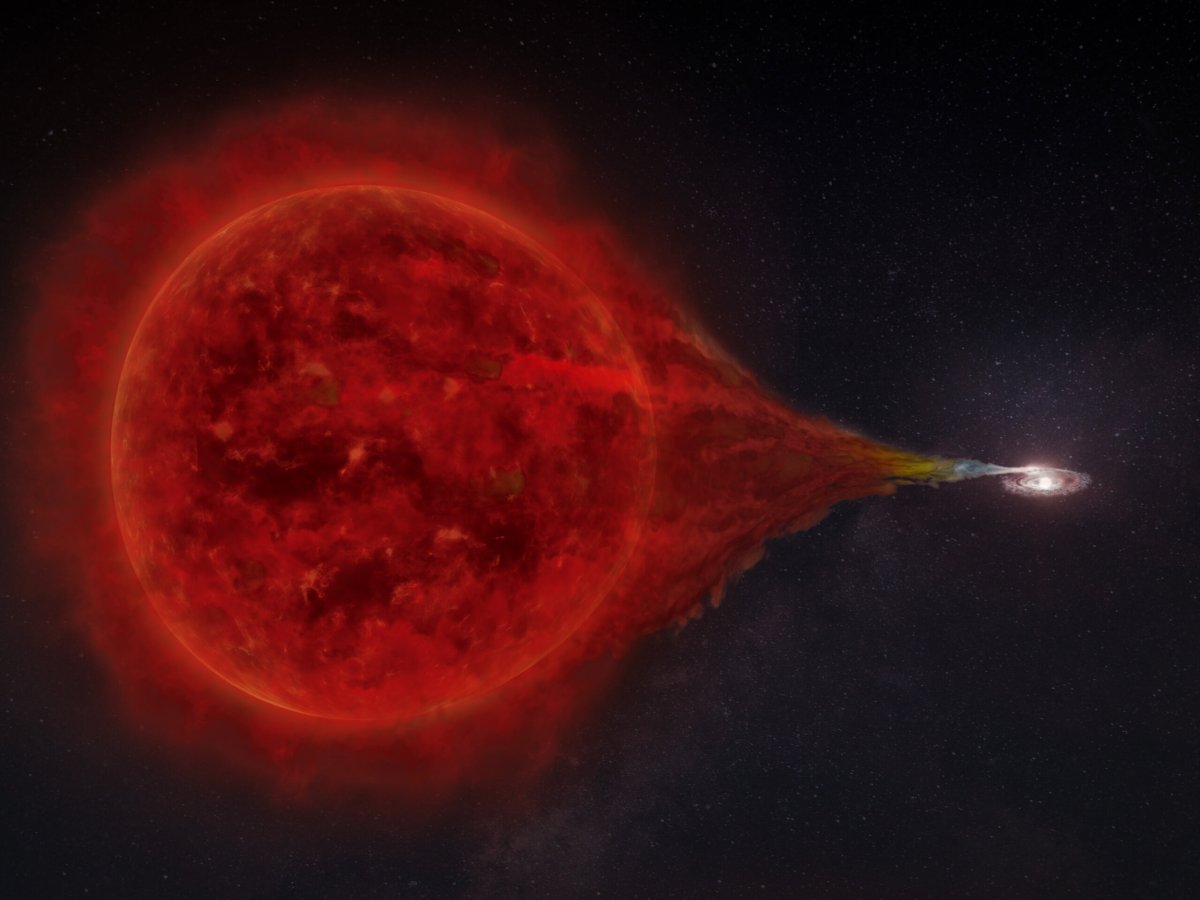 An unexpected companion